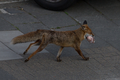 Vulpes vulpes
