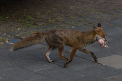 Vulpes vulpes