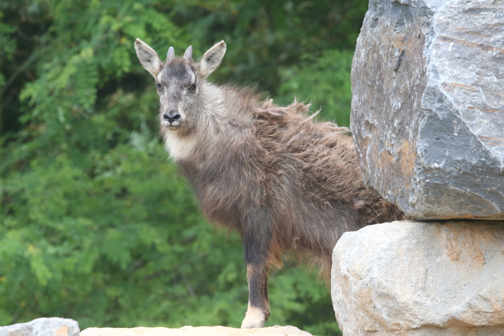 Amur Goral (Naemorhedus caudatus)
