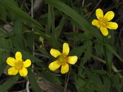 Ranunculus