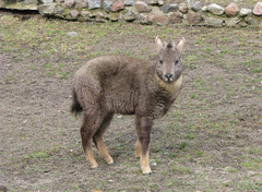 Long-Tailed Goral photo 2