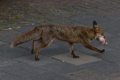 Vulpes vulpes