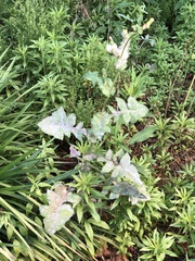 Golovinomyces sonchicola