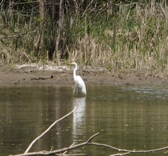 Ardea alba