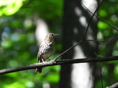Turdus philomelos