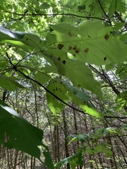Phylloxera caryaegummosa