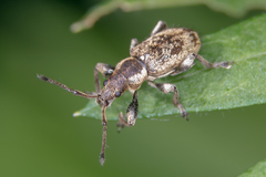 Phyllobius contemptus