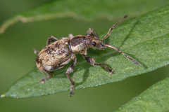Phyllobius contemptus