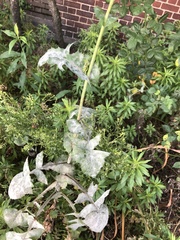 Golovinomyces sonchicola