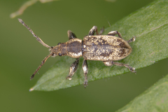 Phyllobius contemptus