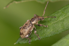 Phyllobius contemptus