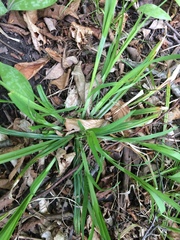 Carex leptonervia