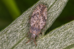 Tingis crispata
