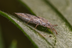 Tingis crispata