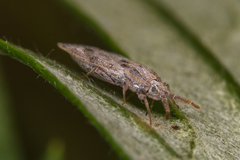 Tingis crispata