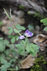 Lathyrus laxiflorus