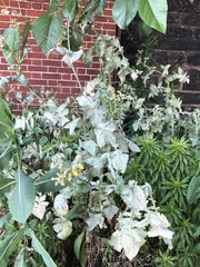 Golovinomyces sonchicola