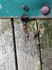 Crematogaster schmidti