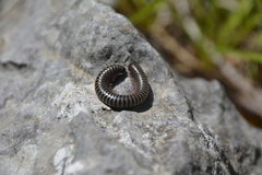 Acanthoiulus fuscipes