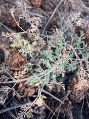 Lomatium macrocarpum