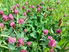 Trifolium pratense