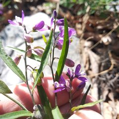 Polygala appressipilis