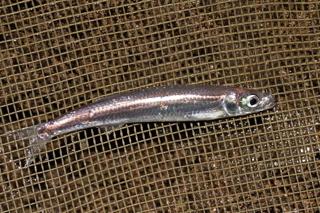 Lake Malawi Sardine