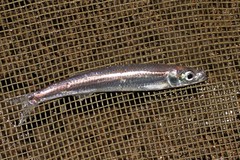 Lake Malawi Sardine photo 1