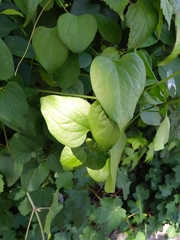 Acer pseudoplatanus