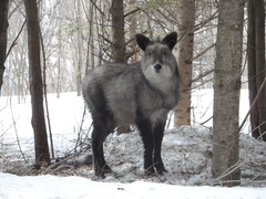 Japanese Serow photo 1