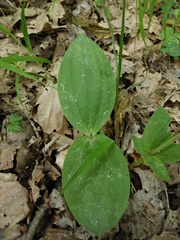 Neottia ovata