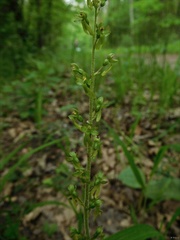Neottia ovata