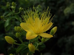 Hypericum hircinum