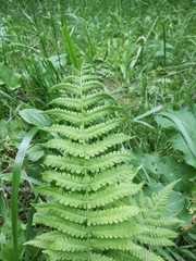 Dryopteris filix-mas