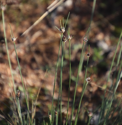 Image of Ficinia paradoxa by (c) Tony Rebelo, some rights reserved (CC BY-SA)