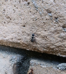 Xanthochilus saturnius