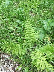 Dryopteris filix-mas