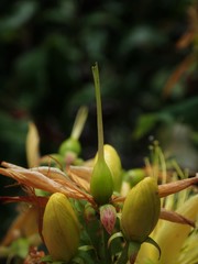 Hypericum hircinum
