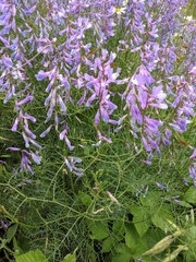 Vicia tenuifolia dalmatica