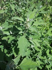 Chenopodium album