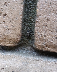 Xanthochilus saturnius