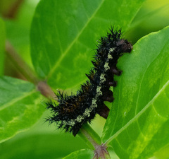 Hemileuca maia