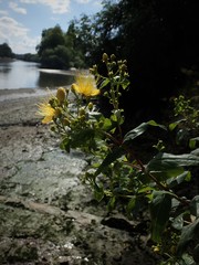 Hypericum hircinum