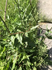 Cichorium intybus