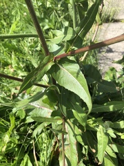 Cichorium intybus