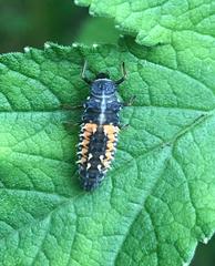 Harmonia axyridis