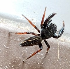 Metacyrba
