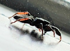 Metacyrba