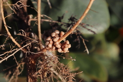 Rhizobiaceae