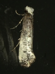 Tinea occidentella